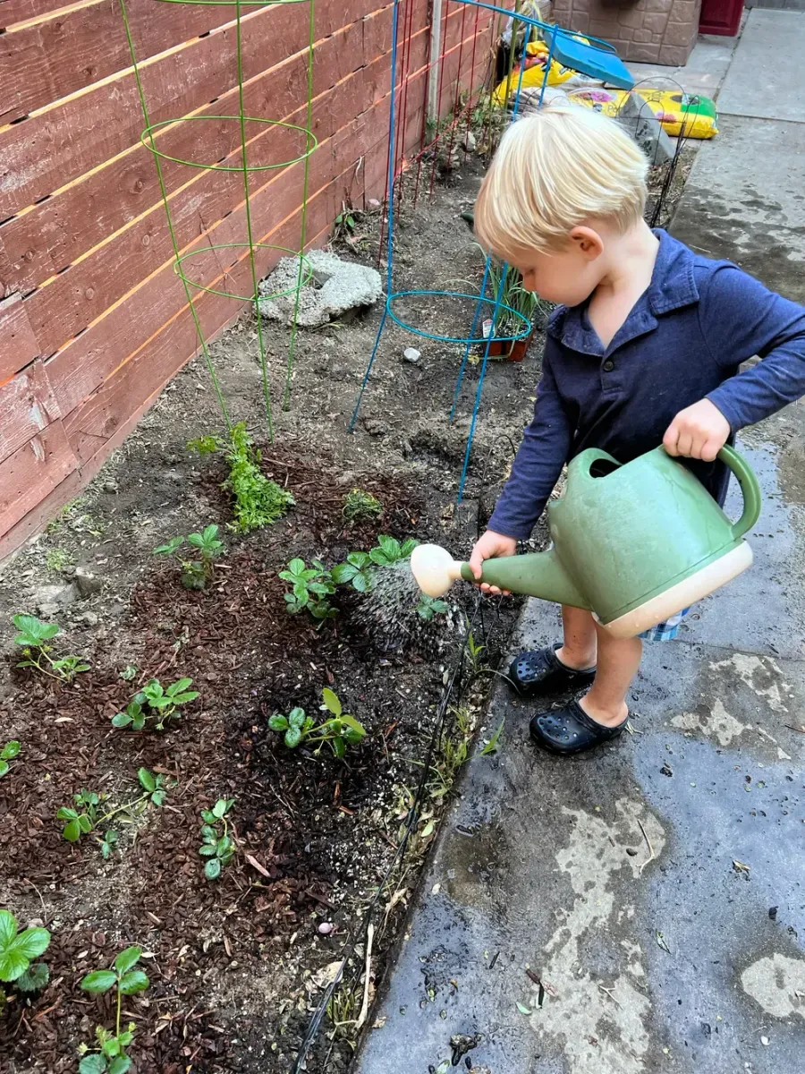 A toddler watering the garden